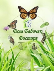 Экспозиция живых тропических бабочек