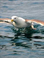 Морская экскурсия на полуостров Гамова: маяк, сосны и ларги