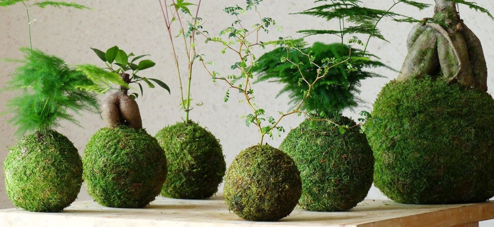 【KOKEDAMA.SU】 Мастер-класс: подвесная кокедама для орхидей