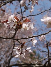 Тур "Рододендроны в Уссурийской тайге и дендрарий"