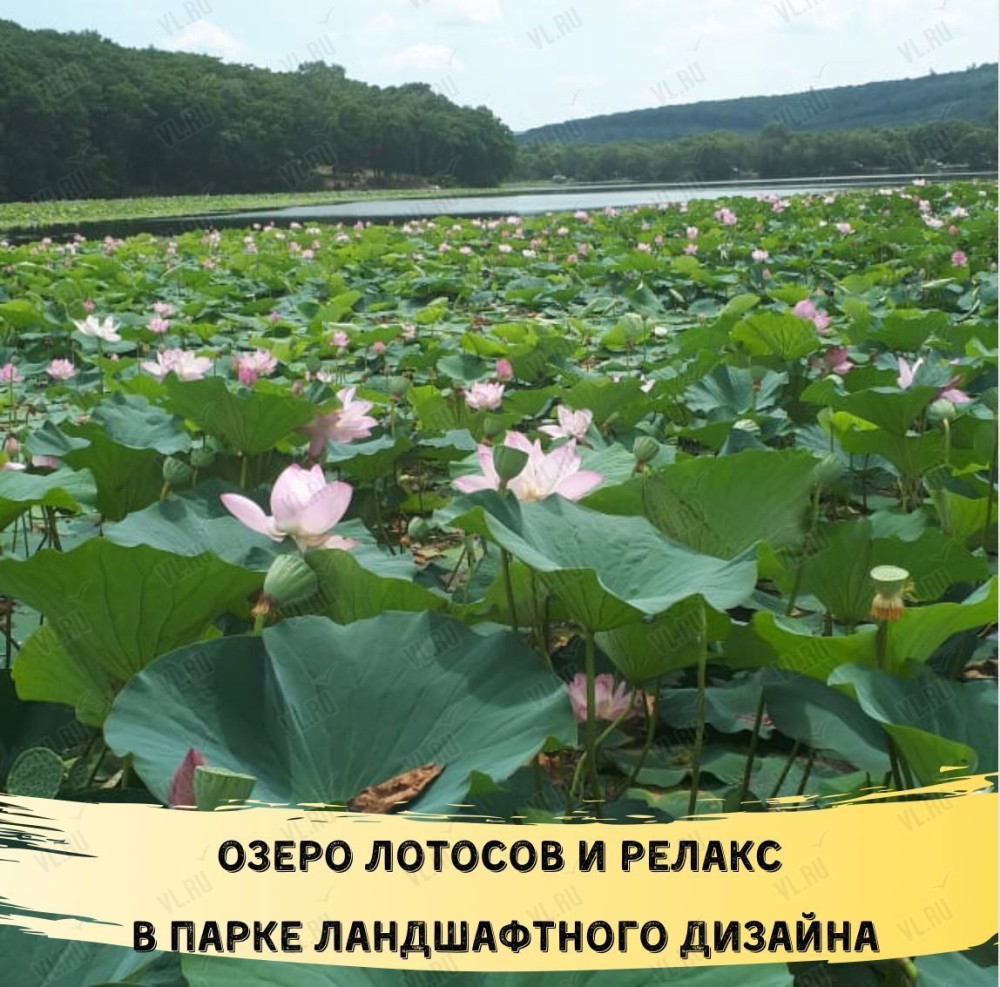 Экскурсия на озеро лотосов в поселок Дубовый ключ