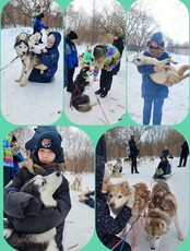 Тур-обнимашка "В гостях у хаски"