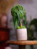 Мастер-класс «Дерево Эйва»