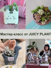 Мастер-класс по посадке суккулентов в керамические горшки