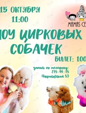 Шоу цирковых собачек