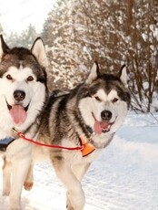 Экскурсия к хаскам с катанием