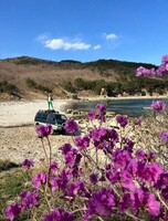 Тур на полуостров Гамова + цветение рододендрона