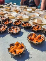 Гастротур «Остров Шкота и морские тюлени»