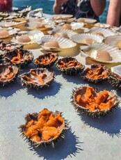 Гастротур «Остров Шкота и морские тюлени»