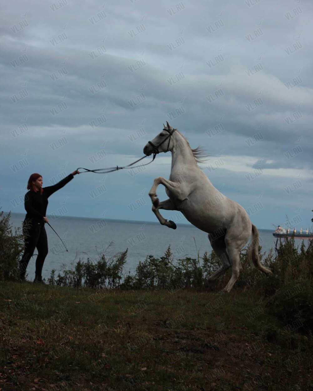 Конные прогулки по полуострову Назимова во Владивостоке 22 июня 2024 в Fast  Horse