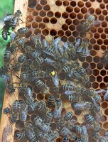 Экскурсия "Пчелы - наша сила" в село  Кругликово