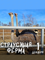 Экскурсия на страусиную ферму