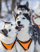 Тур «Катание на хаски, Екатериновские пещеры»