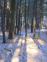 Экскурсия «Уссурийск. Историческая экскурсия и сосновый бор»