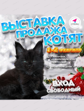 Выставка-продажа котят