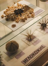 Занятие «Быть иглокожим»