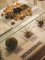 Занятие «Быть иглокожим»