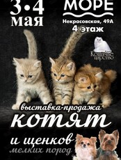 Выставка-продажа котят и щенков