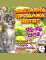Выставка-продажа котят