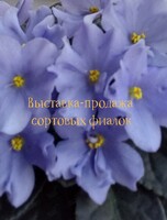 Выставка-продажа сортовых фиалок