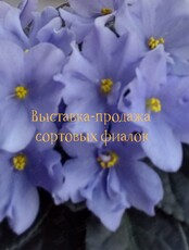 Выставка-продажа сортовых фиалок