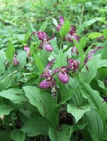 Тур «Город Находка: Сад дружбы и культурного обмена "Эниси" и цветение Северных орхидей»