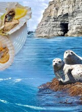 Тур «Морское приключение: о. Русский, о. Шкота, м. Тобизина, морские котики и мореферма»