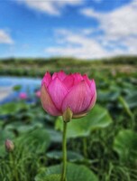 Экскурсия  "Озеро лотосов - волшебное место для незабываемой прогулки"