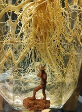 Экскурсия в Музей женьшеня