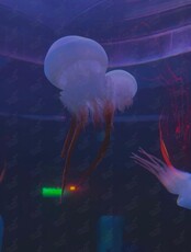 Экскурсия «Приморский океанариум — общежитие морских животных»