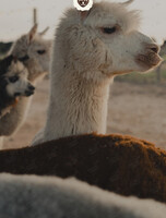 Экскурсия на ферме приморских альпак