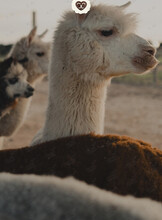 Экскурсия на ферме приморских альпак