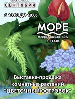 Выставка продажа комнатных растений