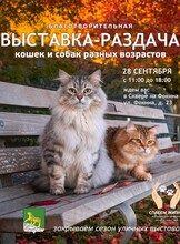 Благотворительная выставка-раздача бездомных животных