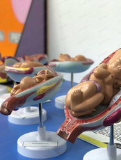 Интерактивная выставка "Внутри человека"