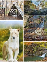 Автопутешествие 3 в 1: Зоопарк «Белый Лев» + «Кравцовские водопады» + Земля Леопарда