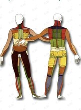 Семинар «Микрокинезитерапия. Базовый курс В. Мышечная система. Травматические повреждения»