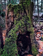 Экскурсия в Большехехцирский заповедник. Тропа "Заповедный Хехцир"