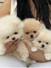 Йога со щенками