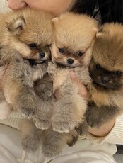 Йога со щенками