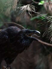 Обзорная экскурсия по "Лабиринтам Подземья"