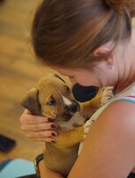 Йога со щенками