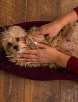 Йога со щенками