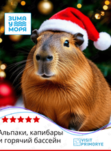 Тур «Альпаки, капибары и горячий бассейн»