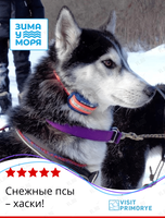 Тур «Снежные псы – хаски!»