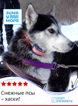 Тур «Снежные псы – хаски!»