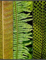 Выставка папоротников «Тайны тайнобрачных»