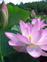 Экскурсия и мастер-классы из цикла "Открой Хабаровский край". Мастер-класс "Лотос Комарова из шоколада"