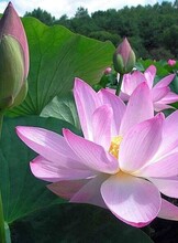 Экскурсия и мастер-классы из цикла "Открой Хабаровский край". Мастер-класс "Лотос Комарова из шоколада"