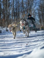 Семейная экскурсия "В гости к хаски"